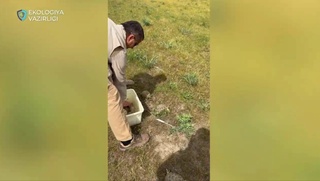 Oʻrta Osiyo choʻl toshbaqalari tabiatga qaytarildi