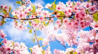 Ertaga havo harorati 35 darajagacha koʻtariladi