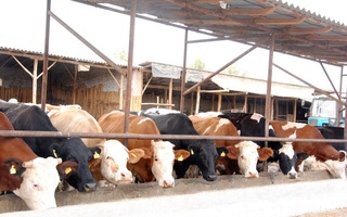 Ohangaron: chorvachilikdagi imtiyoz va imkoniyatlar