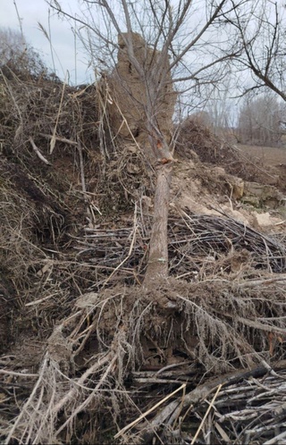 Сирдарёда садақайрағоч дарахтини қўпориб ташлаган шахс жаримага тортилди
