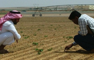 Агро Сауд Арабиясымен саласындағы ынтымақтастық нығая түспек