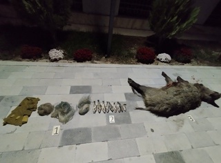 “Ҳисор“ давлат қўриқхонасида ёввойи чўчқа ва Амударё гул балиғини овлаган шахслар жавобгарликка тортилди