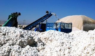 O'zbekistonda 2020 yilda yetishtirilgan paxta xomashyosining minimal narxlari belgilandi