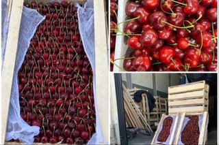 Ўзбекистонда етиштирилган ўрик ва гилос Россиянинг Сибир ўлкаси бозорларини забт этмоқда