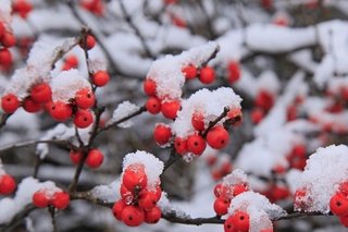 Айрим ҳудудларда ҳаво 20 даражагача совийди