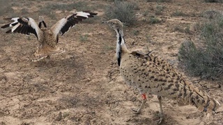 402 та тувалоқ Устюрт текислиги ҳудудига қўйиб юборилди