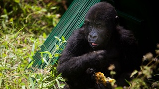 Коронавирус добрался и до горилл