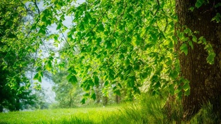 Сберечь деревья - спасти планету