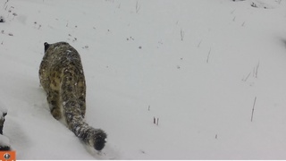 Hisor davlat qoʻriqxonasida yana bir qor qoploni kameraga tushdi