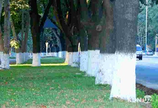 Ўзбекистонда қаровсиз дарахтлар бўлмайди