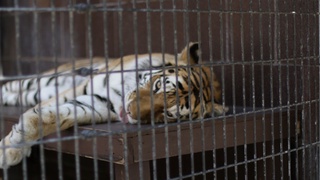 Францияда цирк томошаларида ёввойи ҳайвонлардан фойдаланиш тақиқланди