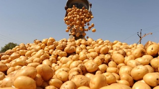Тошкент вилоятида картошка таъминоти барқарор... ми?
