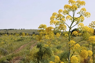 Мораторий на использование таджикской ферулы могут ввести в Узбекистане