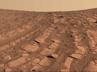 Qaysi hayvonlar Marsda yashab keta oladi?