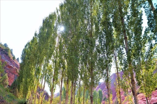 Эртага айрим ҳудудларда 30-35 даражагача иссиқ бўлади