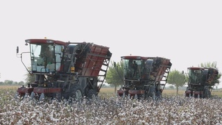 Koson – mamlakatda eng koʻp paxta yetishtiradigan tuman