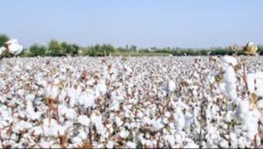 Navoiydagi klasterlar tomonidan manipulyatsiya harakatlari sodir etilganligi aniqlandi