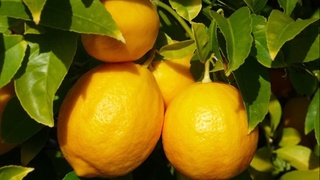 Узбекистан в 2020 году экспортировал 7,1 тысяч тонн лимонов