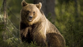 Приморьеда балиқчи айиқ ҳужумига учраб, ҳалок бўлди