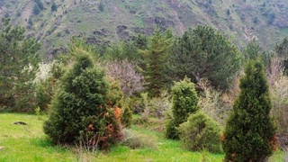 “Зарафшон” миллий табиат боғи мансабдор шахслари жавобгарликка тортилди