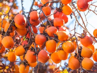 Ўзбекистон 10 ойда қанча хурмо экспорт қилгани айтилди