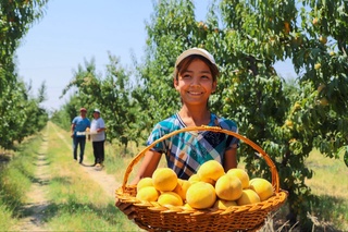 Саноатлашаётган мева-сабзавотчилик ҳам озиқ-овқат хавфсизлиги, ҳам иқтисодиёт барқарорлигини таъминлашга хизмат қилмоқда