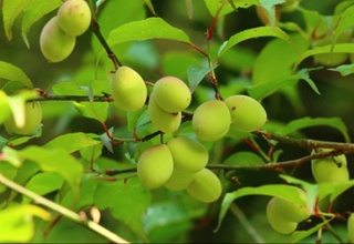 Япон ўриги юрак касалликлари хавфини камайтиради – олимлар