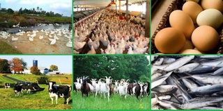 Отдельным хозяйствам будет предоставлена субсидия из госбюджета на выращиваемую ими продукцию