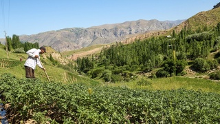 Уста деҳқонларга 75 млн сўмгача субсидия берилади