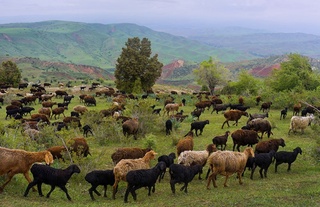 Yaylov yer maydonlarining elektron hisobi yuritiladi