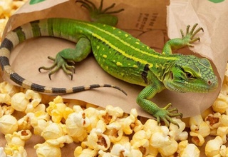 Avstraliyada noqonuniy reptiliya kontrabandasi uchun rekord darajadagi qamoq muddati tayinlandi