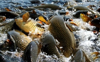 Мамлакатимизда балиқ овлаш бўйича қайси вилоят етакчилик қилмоқда?