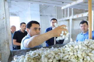 Тўрақўрғонда илк пилла хирмони уюлди