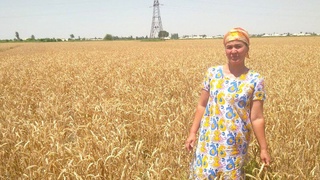 Оддий уй бекасининг ҳақиқати: ҳалол меҳнат билан топилган даромаднинг баракаси бўлади