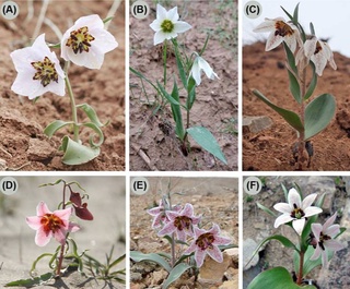 В Сурхандарье обнаружен новый вид тюльпановидного растения