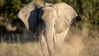 Отчего мрут слоны?