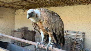 "Қизил китоб"га киритилган оқ бош қумай шароитсиз сақланаётгани аниқланди