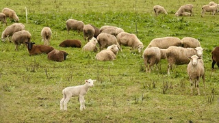 Яйловлар муҳофазаси учун – махсус стратегия