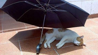 Жара до +42 ожидается на выходные