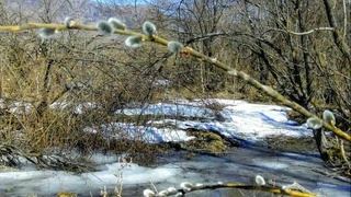 Дам олиш кунлари ҳаво илиқ бўлиши кутилади