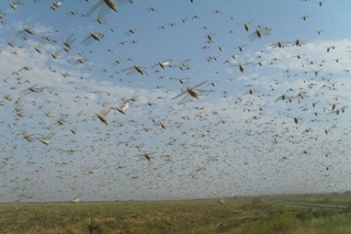 В Узбекистане выявлено появление марокканской саранчи, начаты меры по защите посевов