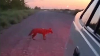 Хоразмда изғиб юрган чиябўрилар ҳақидаги хабарларга муносабат билдирилди