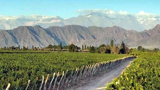 Виноделие и винный туризм в Узбекистане: новые перспективы