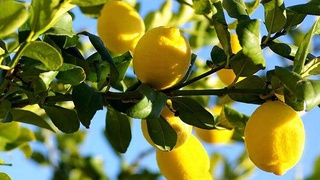 С начала года из Самарканда экспортировано более 80 тонн лимонов