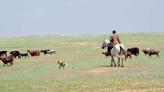 В Каракалпакстане земля под животноводство может предоставляться без аукциона