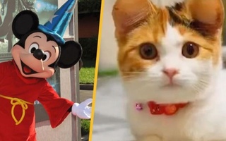 Хитойда уй ҳайвонлари учун ғалати пластик жарроҳлик амалиёти ўтказилмоқда