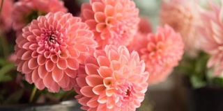 Olimlar qondagi qand miqdorini kamaytiradigan gulni aniqlashdi