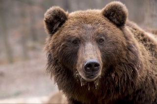 Туркияда галлюцинацияга чалинган айиқ қутқарилди