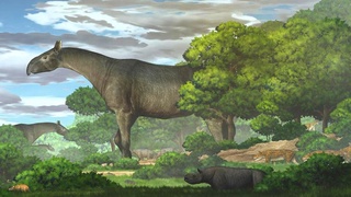 Xitoyda ogʻirligi oltita filning vazniga teng karkidon qoldiqlari topildi