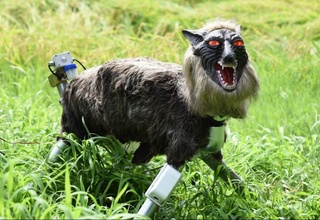 Робот-“бўрилар” япон қишлоқларини айиқлардан ҳимоя қила бошлади